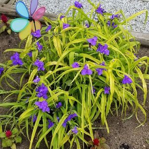 Meet your Posher, Patti